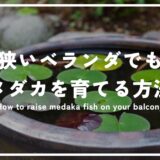 狭いベランダの限られたスペースだけでもメダカを育てる方法