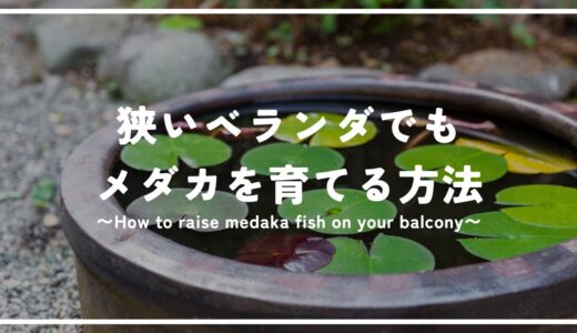 狭いベランダの限られたスペースだけでもメダカを育てる方法