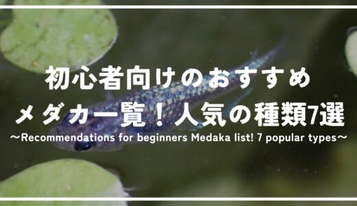 初心者向けのおすすめメダカ一覧！人気の種類7選