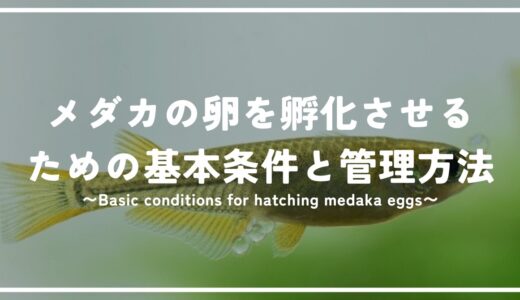 メダカの卵を産ませるための基本条件と管理方法について