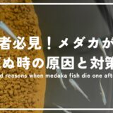 初心者必見！メダカが次々死ぬ時の原因と対策5選