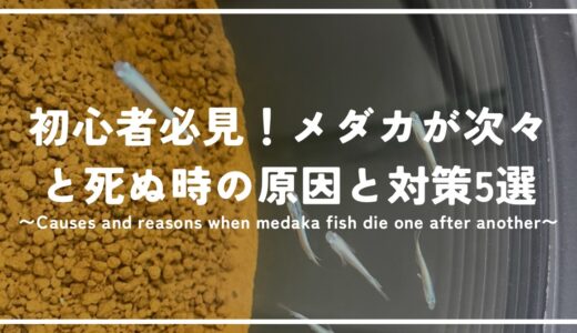 初心者必見！メダカが次々死ぬ時の原因と対策5選