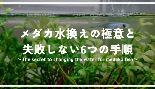 初心者必見！メダカ水換えの極意と失敗しない6つの手順