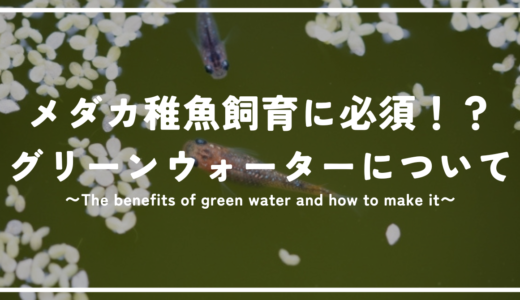 メダカの稚魚飼育に必須！？グリーンウォーターの利点と作り方