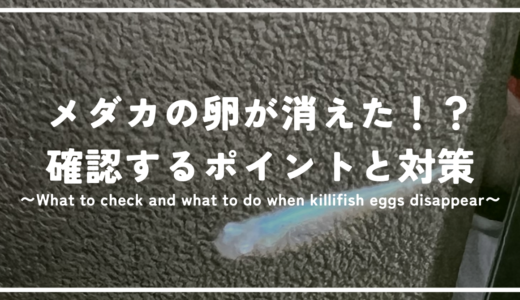 メダカの卵が消えた！？確認するべきポイントと対策方法について