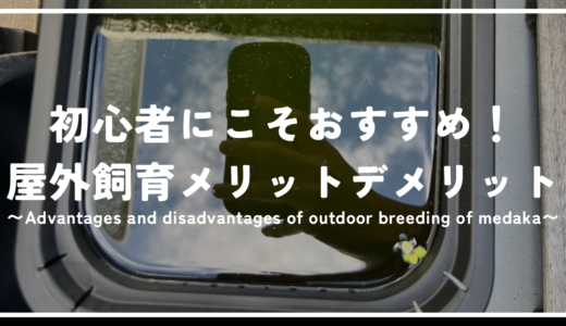 初心者にこそオススメ！メダカの屋外飼育のメリットデメリット