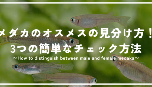 メダカのオスメスの見分け方！3つの簡単なチェック方法