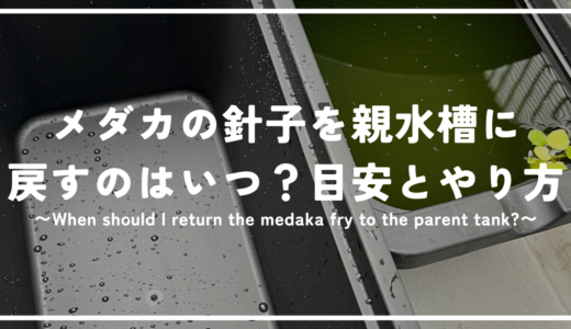 メダカの針子を親水槽に戻すのはいつ？移す目安と失敗しない方法について