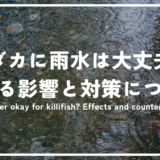 メダカに雨水は大丈夫？メダカに与える影響と対策方法について