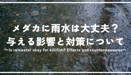 メダカに雨水は大丈夫？メダカに与える影響と対策方法について