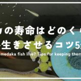 メダカの寿命はどのくらい？大切なメダカを長生きさせるコツ5選