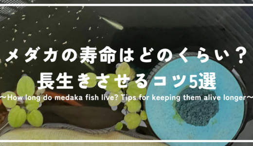 メダカの寿命はどのくらい？大切なメダカを長生きさせるコツ5選