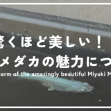 驚くほど美しい！幹之(みゆき)メダカの魅力と人気の秘密について