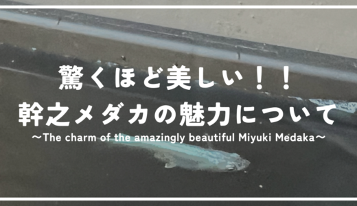 驚くほど美しい！幹之(みゆき)メダカの魅力と人気の秘密について